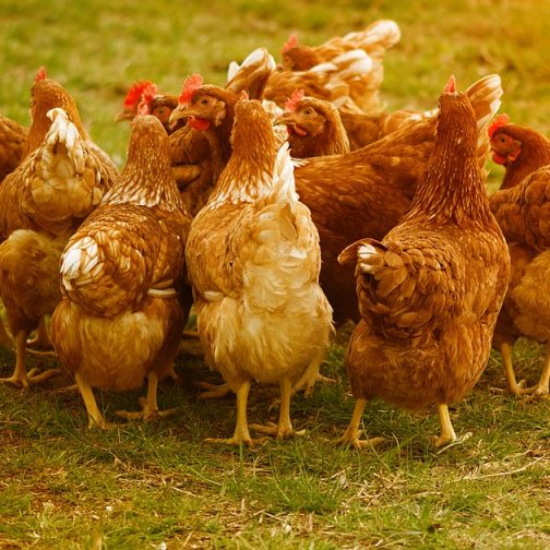 Gallinas camperas Gallinas camperas